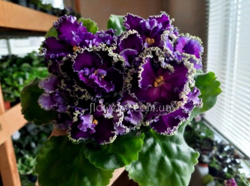 Poza net - AV-Grom i Molniya