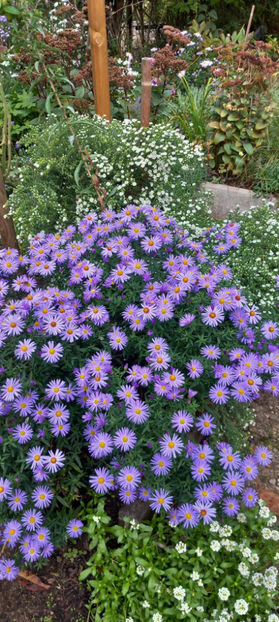  - 2024 - 03 - Toamna