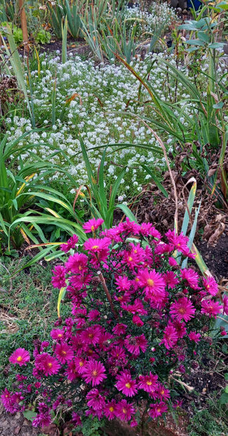  - 2024 - 03 - Toamna