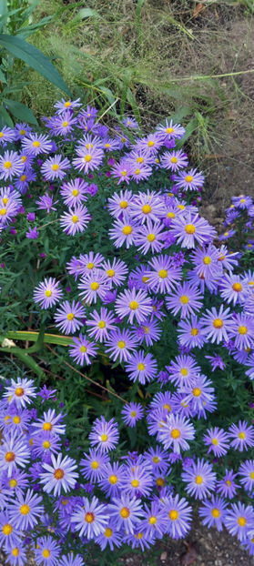  - 2024 - 03 - Toamna