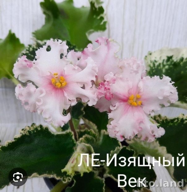 Poza net - LE-Izyashchnyy Vek