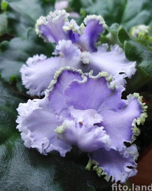 Poza net - PT-Mal divskiy Rif