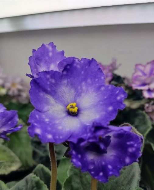 Poza net - AG-Zapal na Nich