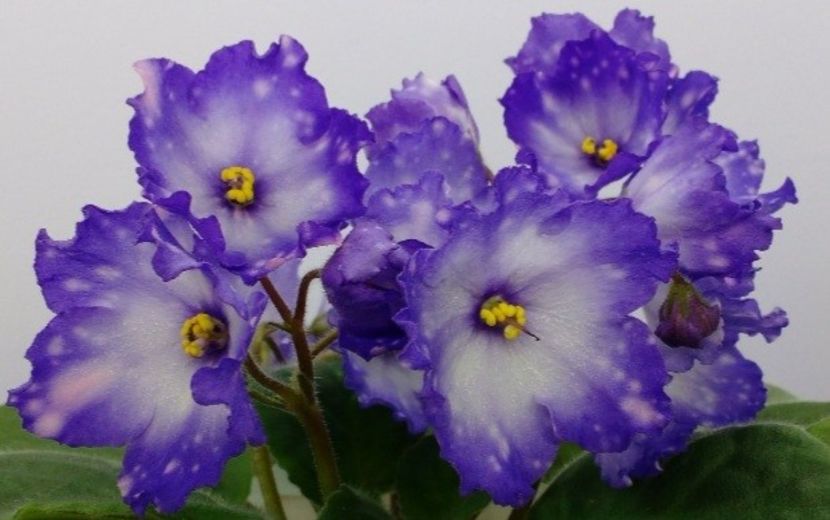 Poza net - AG-Zapal na Nich