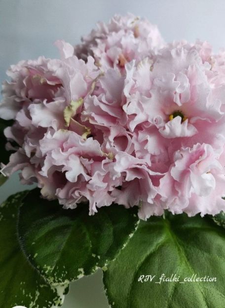 Poza net - KO-Abrikosovyy Punsh