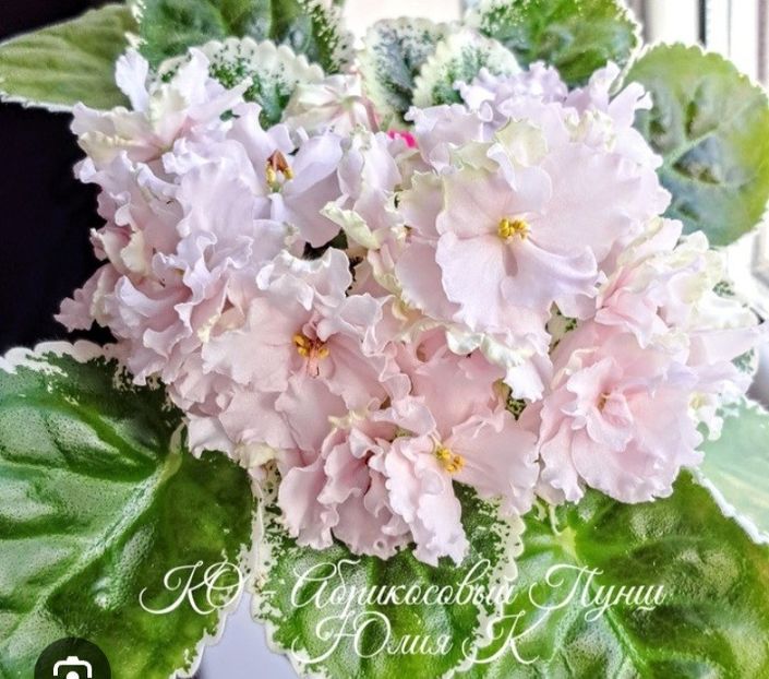 Poza net - KO-Abrikosovyy Punsh