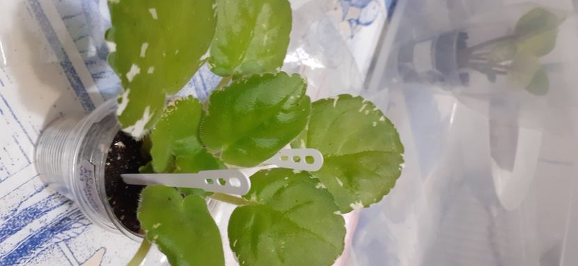  - KO-Abrikosovyy Punsh