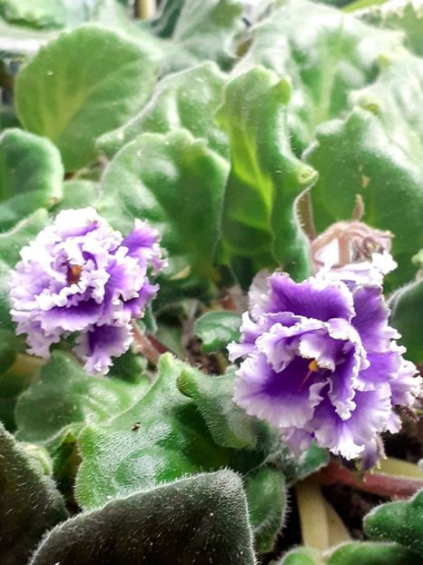 20241016_151254~2 - VIOLETE