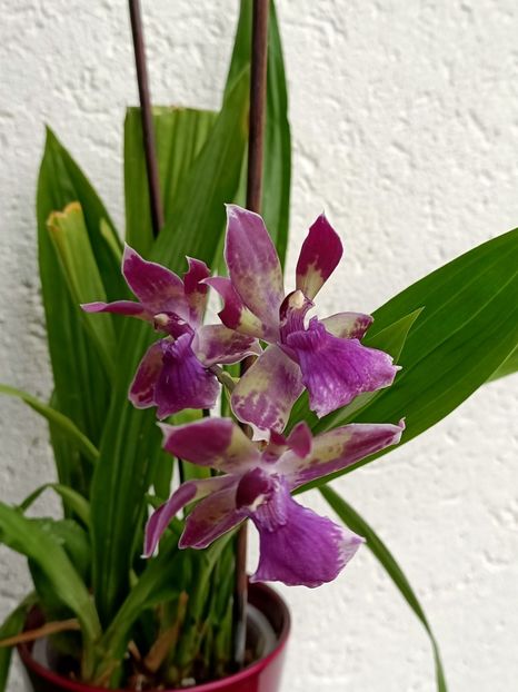 Img.2024.10.13 - 6-Orchideele mele