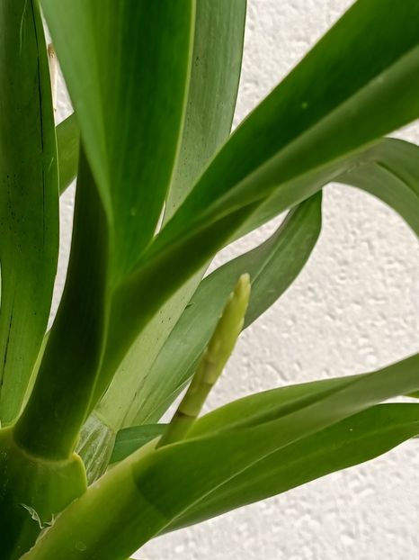 Img.2024.10.13 - 6-Orchideele mele