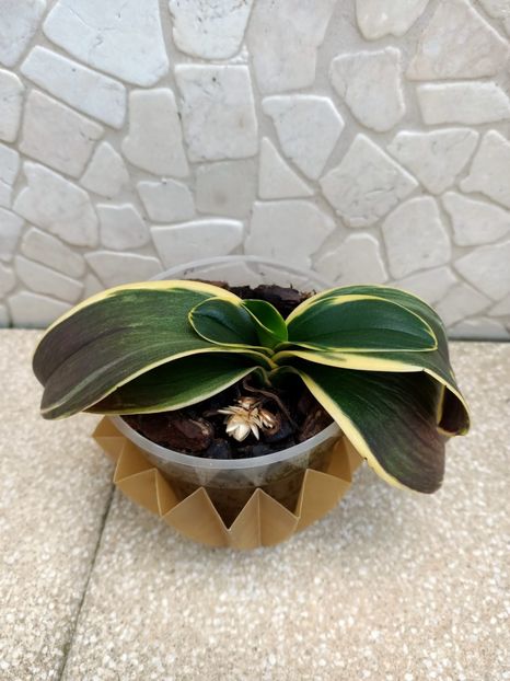 Img.2024.10.12 - 6-Orchideele mele