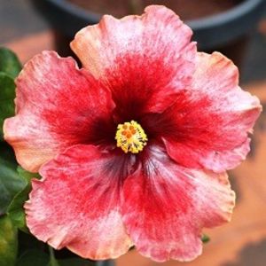 mama - Plum Pizzazz x Black Jack (Dupont) poza preluata - Indian Bride