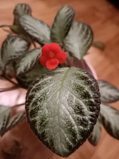 Img.2024.09.11 - Episcia