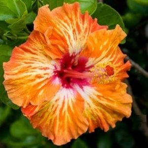 Lady Cilento poza preluata - Lady Cilento