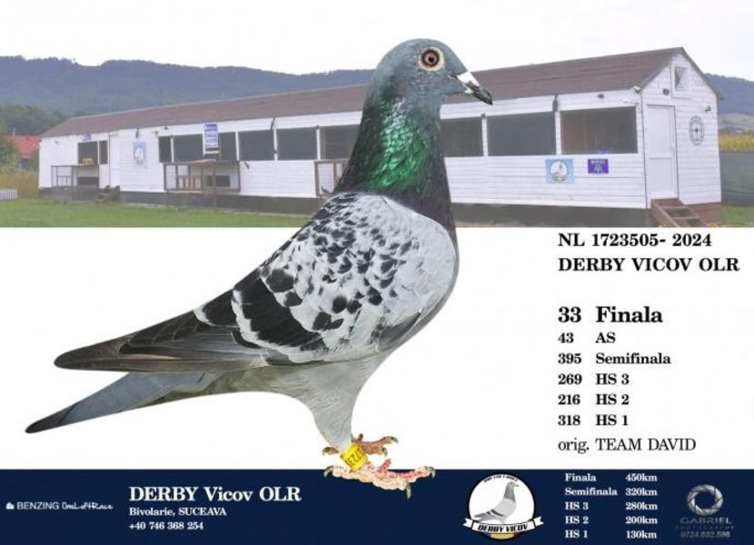 24 - 1723505 NL- Col.Vicov - Porumbei columbodroame