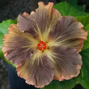 tata - Moorea Anastasya, poza preluata - Moorea Green Gold Pearl