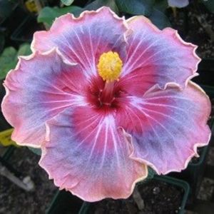 Trademark, poza preluata - X Trademark