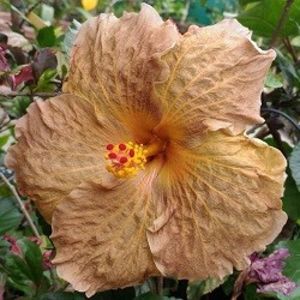 mama - Topaz Glory, poza preluata - X Trademark