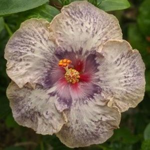 White Diamonds, poza preluata - White Diamonds