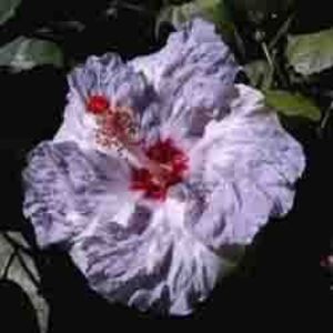 Lavender Ice, poza preluata - White Diamonds