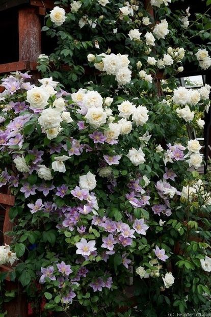 Swan Lake- 1 - SWAN LAKE