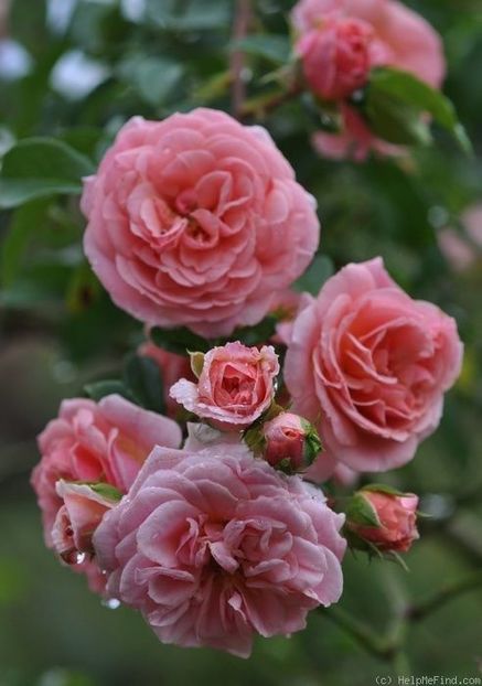 Pirouette 3 - PIROUETTE