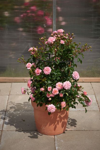 Pirouette - PIROUETTE