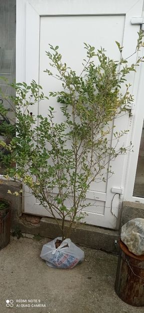  - 0-1 Ligustrum Ovalifolium Variegat Disponibil 2025