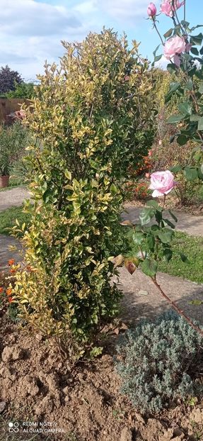  - 0-1 Ligustrum Ovalifolium Variegat Disponibil 2025