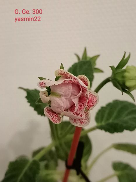 16.10.2024 - Gloxinia x din 2021 G Ge 300