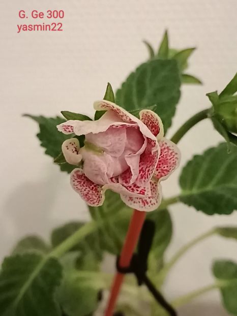 16.10.2024 - Gloxinia x din 2021 G Ge 300