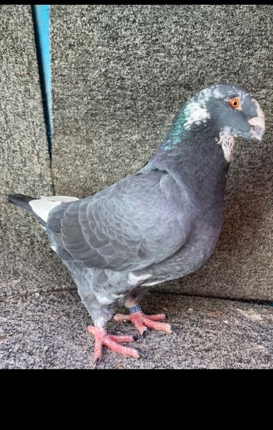 m2024 Niku 13 - Achiziții pt 2025