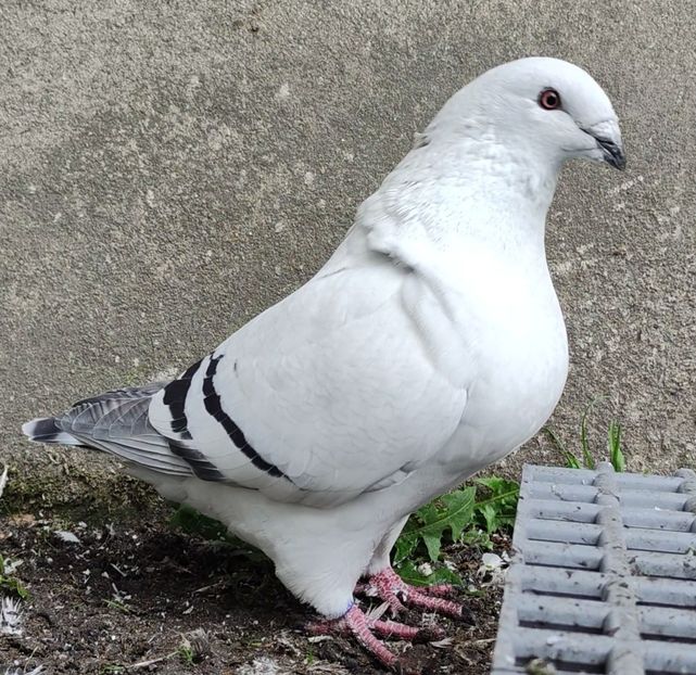 3 ® - b- SAMICZKI-Females