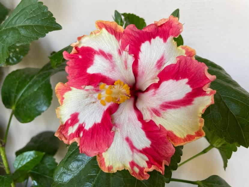  - 001 - Hibiscusi 2024 - 2