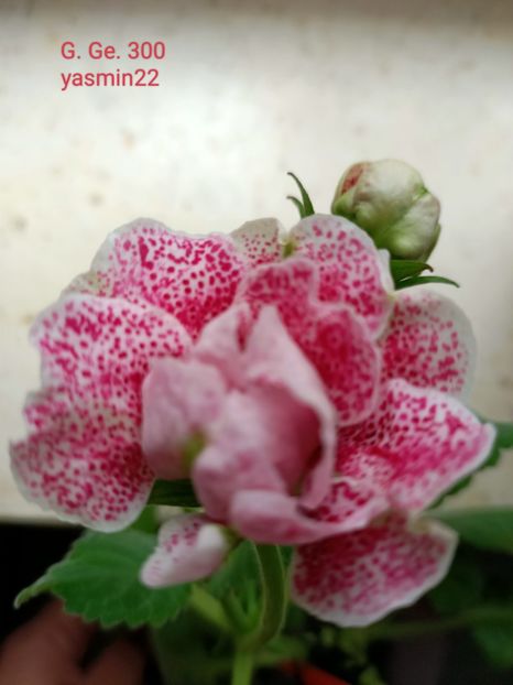 18.10.2024 - Gloxinia x din 2021 G Ge 300