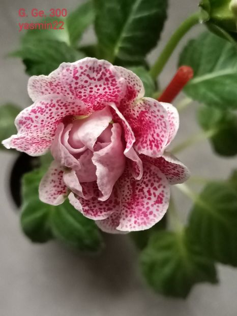 18.10.2024 - Gloxinia x din 2021 G Ge 300