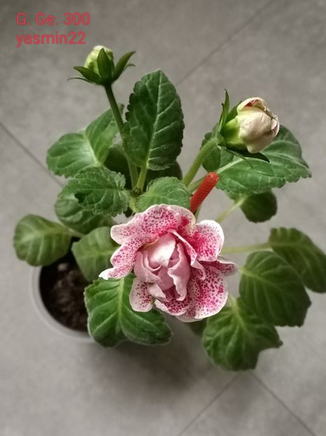 18.10.2024 - Gloxinia x din 2021 G Ge 300