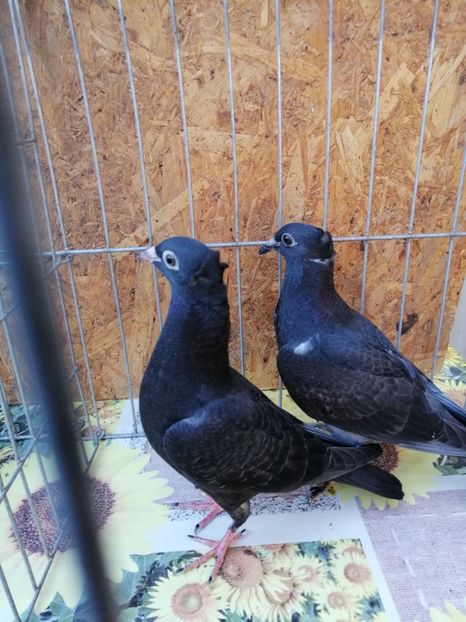  - Porumbei voiajori moțați 2024