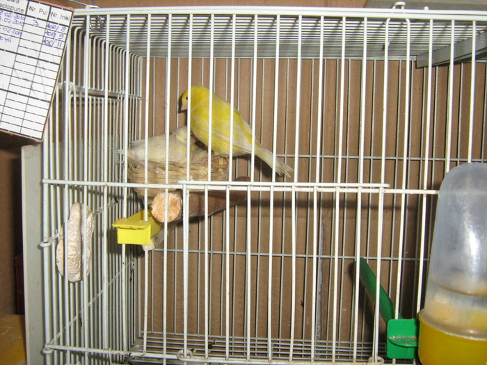 Picture 017 - canari de culoare