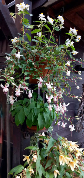  - 2024 - 03 - Toamna