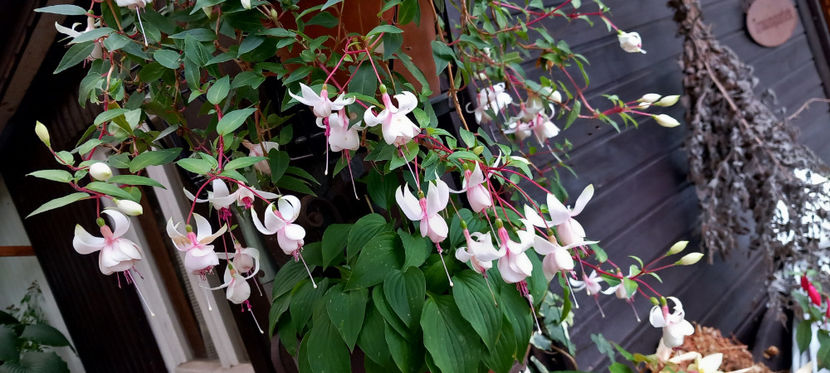  - 2024 - 03 - Toamna