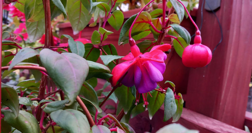  - 2024 - 03 - Toamna