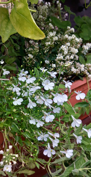  - 2024 - 03 - Toamna