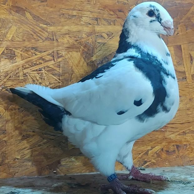 116321745 (1) - 3---AGH DAȚI 2019 - 2025