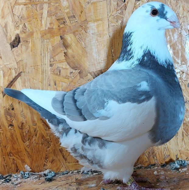  - 3---AGH DAȚI 2019 - 2025