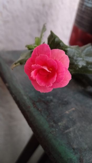  - 2024-RF s Pink Swan