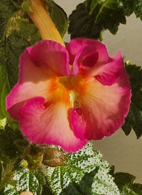 Dark Sun - Achimenes 2024