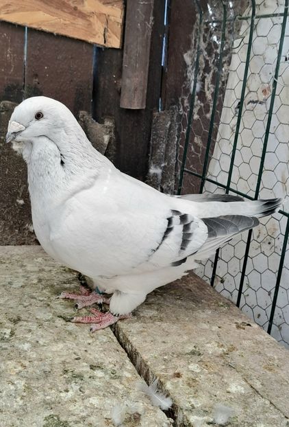 Fem 2022 - VOIAJOR ROMANESC DE FRUMUSETE FEMELE