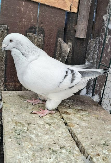 Fem 2022 - VOIAJOR ROMANESC DE FRUMUSETE FEMELE