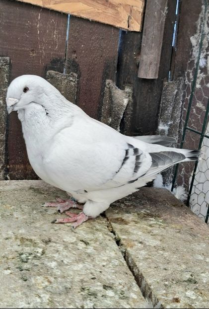 F3m 2023 - VOIAJOR ROMANESC DE FRUMUSETE FEMELE